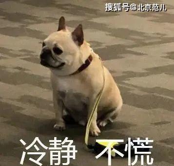 怎么教狗子去外面拉屎
