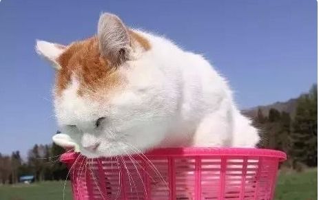 领养猫疫苗什么时候打