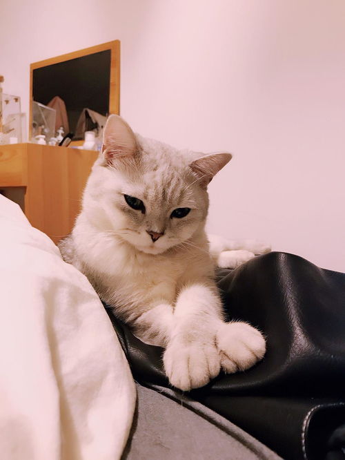 如何让猫长胖一点
