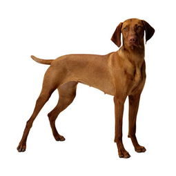 大型短毛犬品种大全名