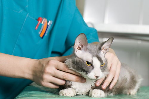 猫打完疫苗立刻洗澡怎么样