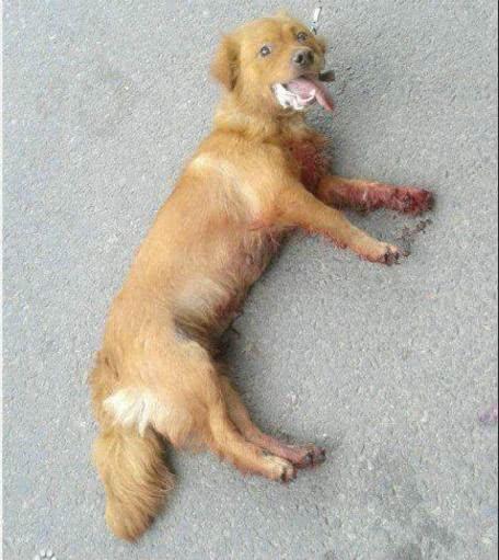 狗狗口吐白沫大便失禁就死了