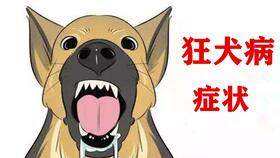 怎么分辨狗狗是否发烧