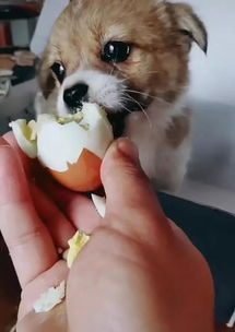 小狗狗能不能喂鸡蛋
