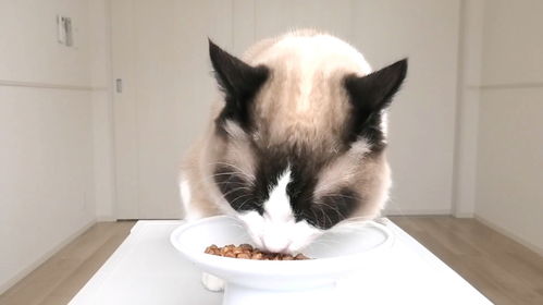 布偶猫如何喂食