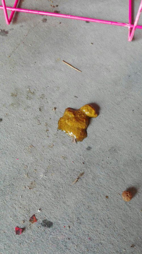 狗狗咖啡色便便