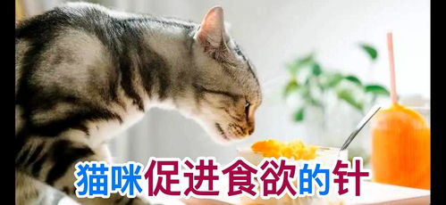 如何促进猫的食欲