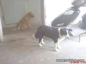 幼犬喂什么能让狗吃胖