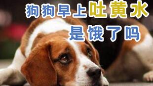 狗狗吐黄水还有食物怎么办