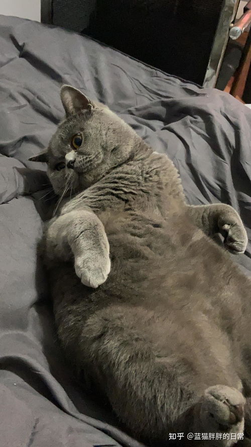长毛猫适合用什么猫砂
