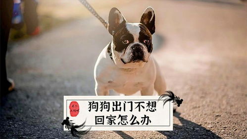 狗狗外面玩的不想回家