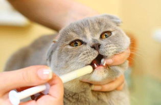 如何判断猫咪体内有虫