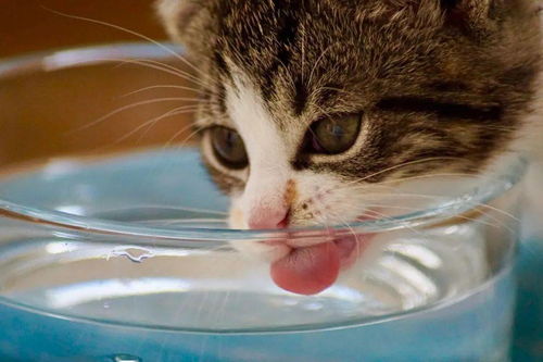 猫猫打完疫苗不吃东西只喝水