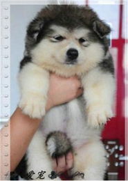 阿拉斯加犬怎么打疫苗