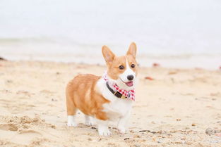 秋田犬小时候一个月照片