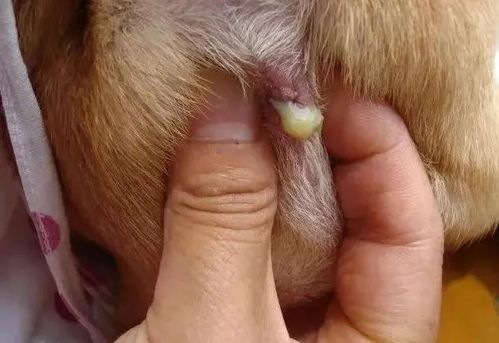 狗狗肛门腺多久挤一次多少钱