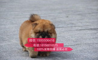 重庆哪里可以买宠物狗