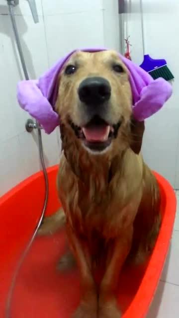 狗狗泡药浴多久