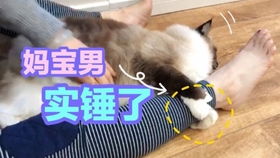 猫来到新家多久可以洗澡