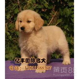 金毛在哪里买最便宜