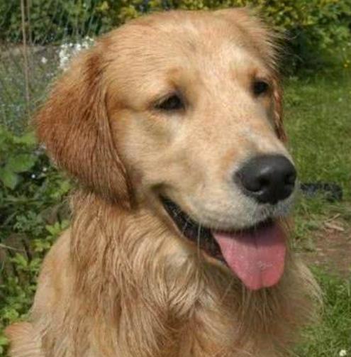 金毛犬怀孕后的症状