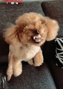泰迪狗狗零食什么比较好