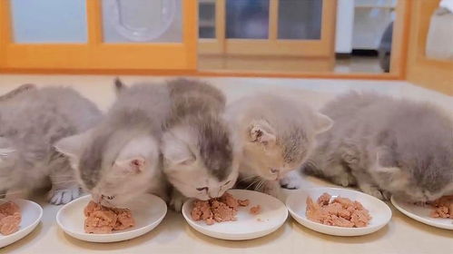 幼猫如何喂食猫粮