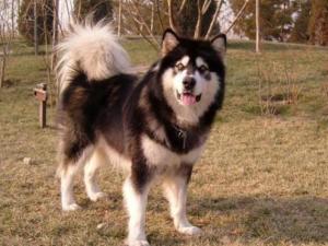 阿拉斯加犬算不算猛犬