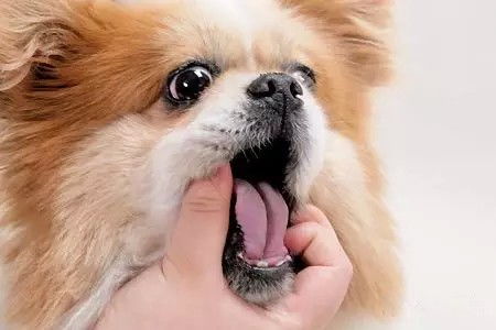 狗狗体内驱虫怎么吃药