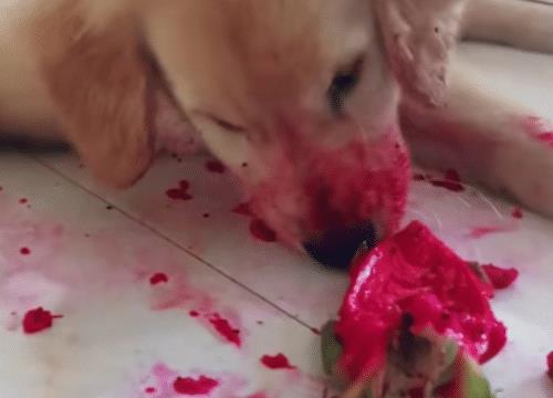 金毛犬小时候的样子视频