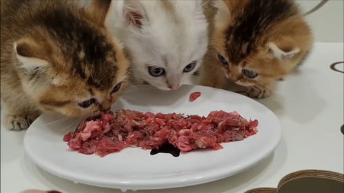 猫咪多久可以吃一次生肉