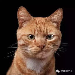 猫看人亲热