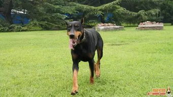 德国宠物犬排名及价格