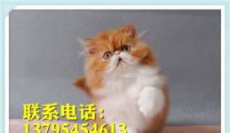 波斯猫蓝白色
