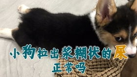 狗狗拉稀带血怎么办-