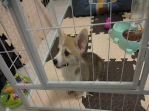 4个月的柯基犬重量