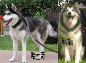 正宗阿拉斯加犬辨认