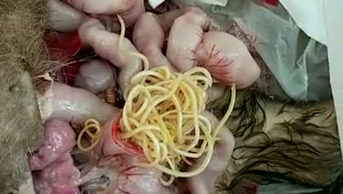 狗体内有寄生虫对人有危害吗