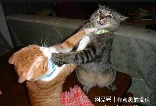母猫产后尾巴根部掉毛