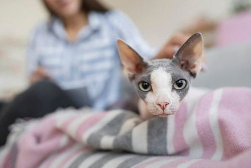 哪种小猫不掉毛