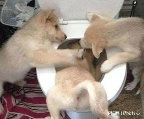 为什么有的狗狗体内虫很多