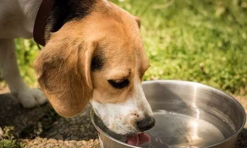 狗狗吐黄水加食物
