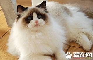 布偶猫一年生几窝