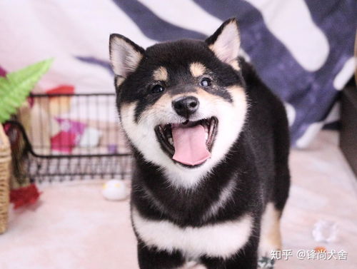 柴犬小时候很丑吗