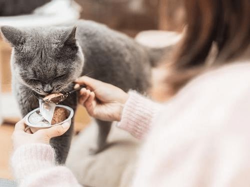 换猫粮应激反应