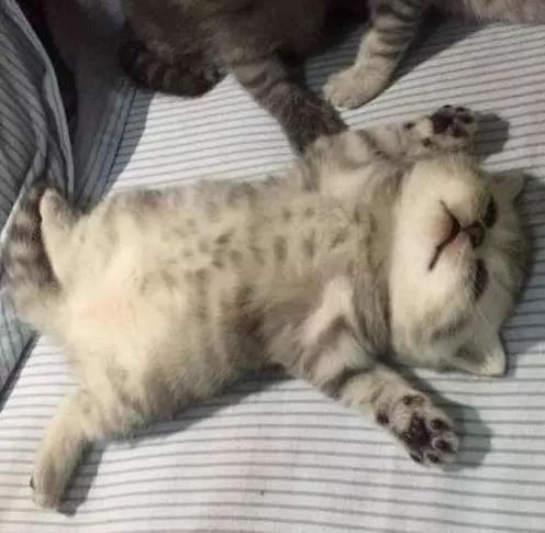 新生小猫多久可以喂奶粉