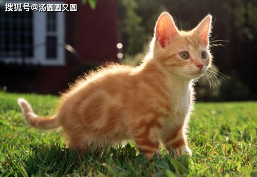猫咪贫血发烧不吃不喝