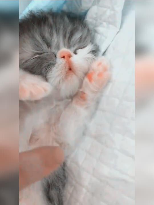 小猫多久能张开眼睛