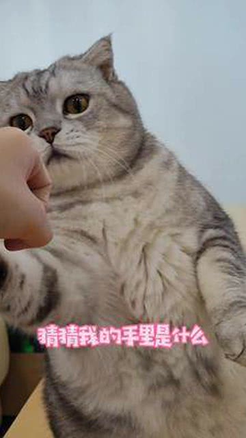 玻璃胃的猫
