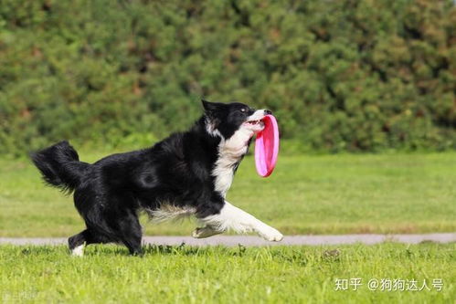 聪明的狗狗有哪些